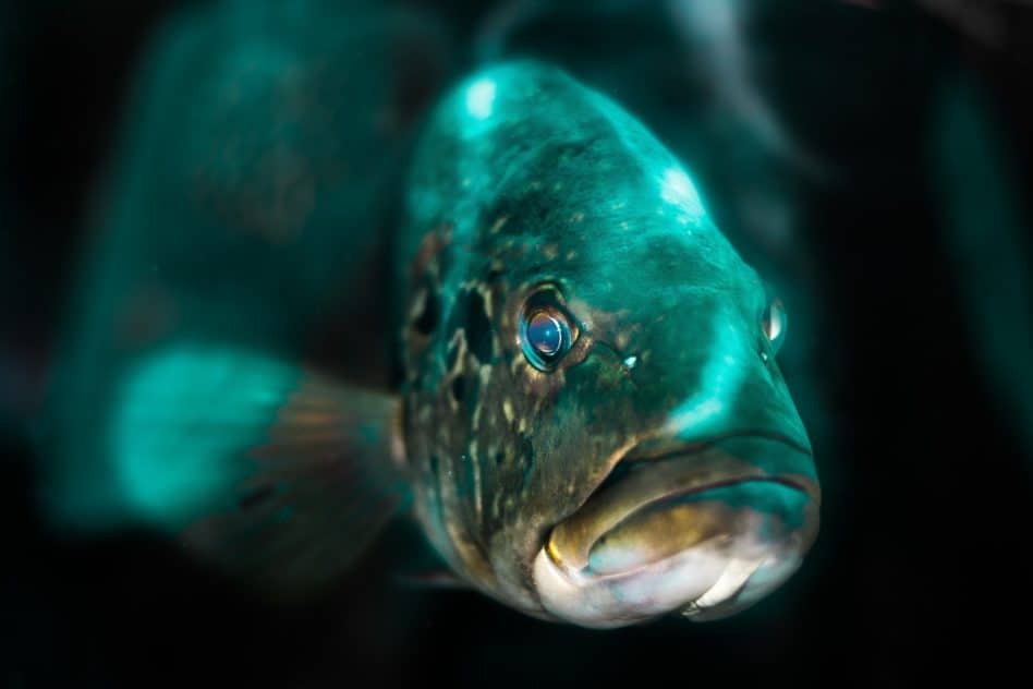 Best LED Aquarium Lighting Ideas