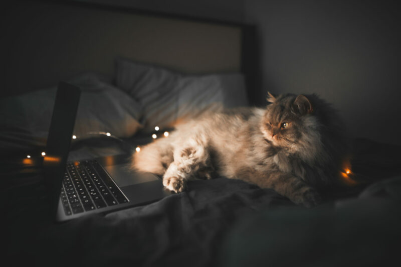 cat in front of computer screen