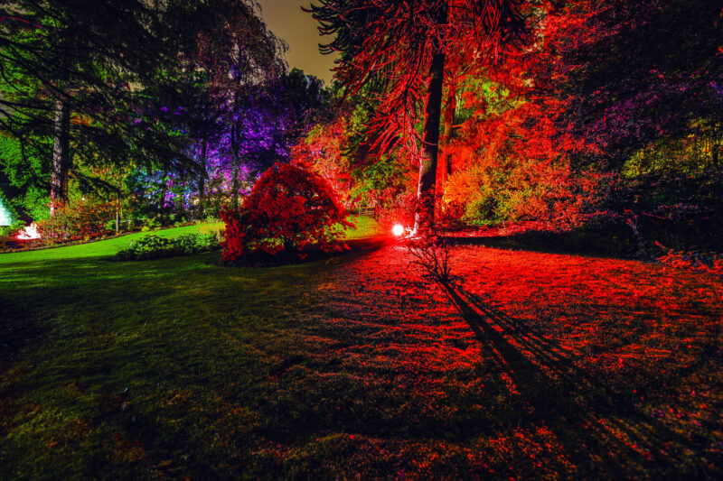 red color flood light shining in the garden