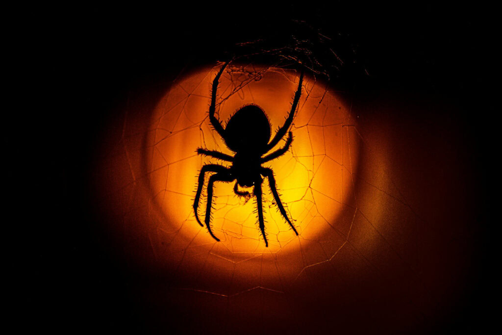 Do LED Lights Attract Spiders? LampHQ