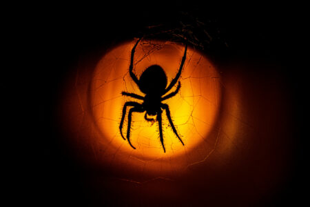 Do LED Lights Attract Spiders?