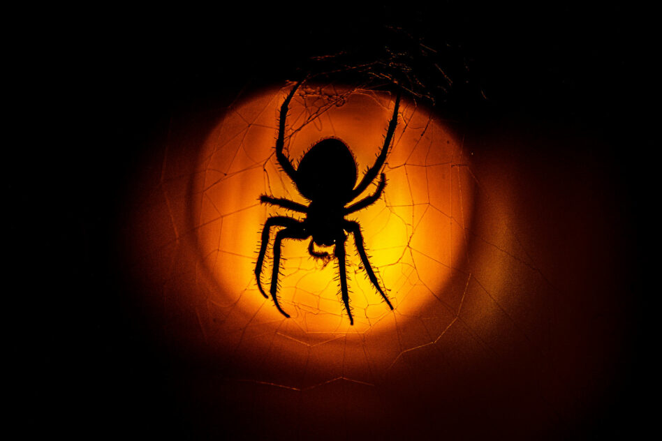 Do LED Lights Attract Spiders?