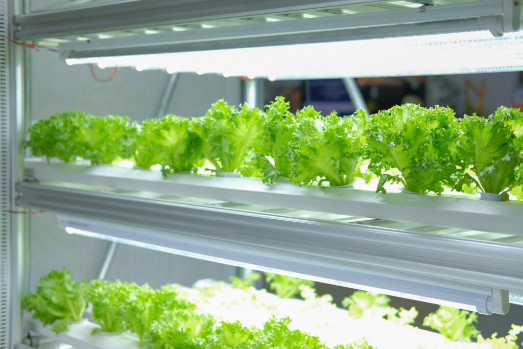 What Type Of Light Do Plants Need? LampHQ