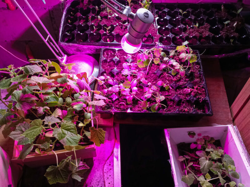 seedlings cultivation with LED plant lamp