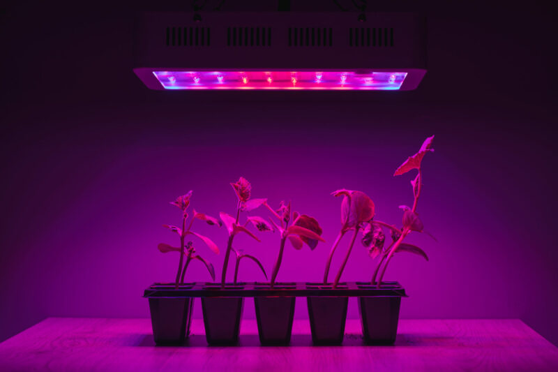 modern LED plant light