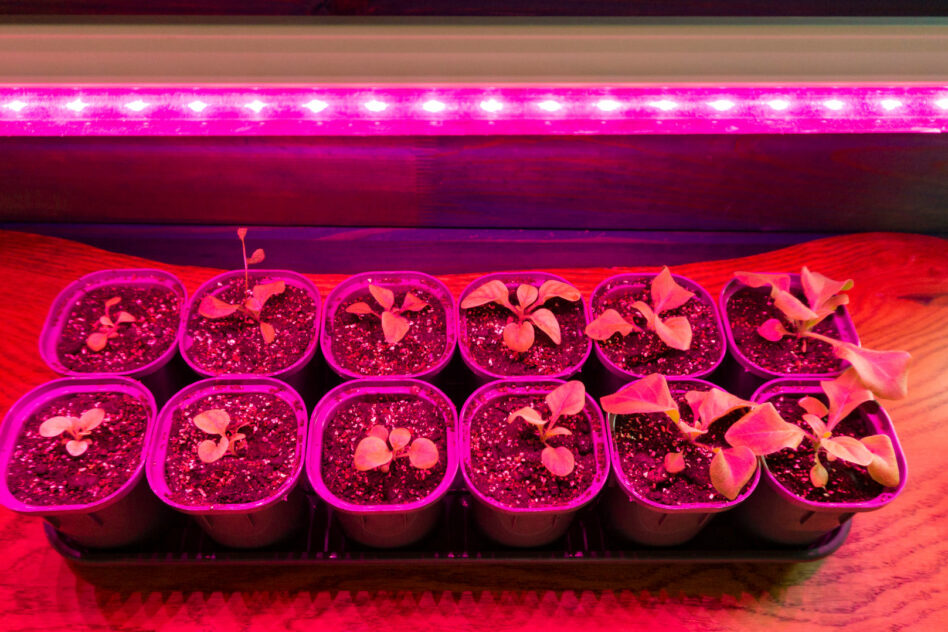 Can You Use LED Strip Lights To Grow Plants?