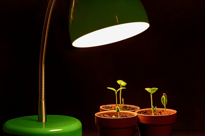 multiple plants under incandescent lamp