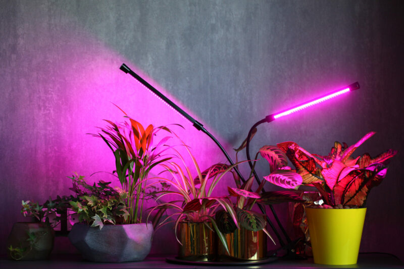 indoor plants with LED grow lights