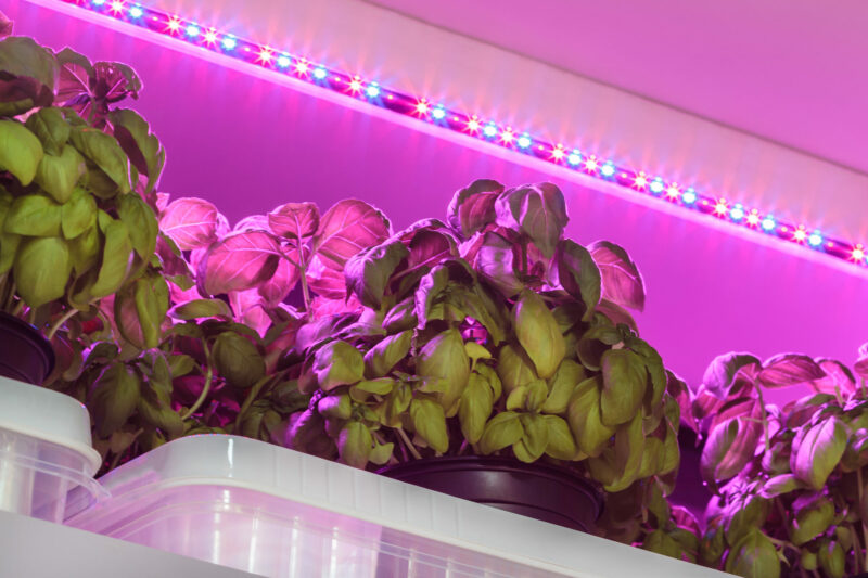 indoor plants with LED strip grow light