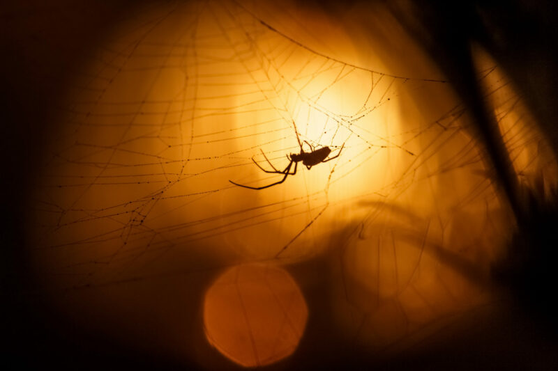 spider sitting in the web in front of LED light source