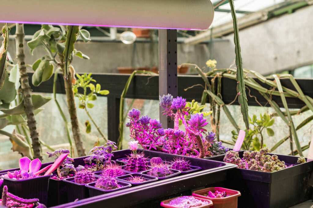 Will House Plants Grow Under Normal LED Light? - LampHQ